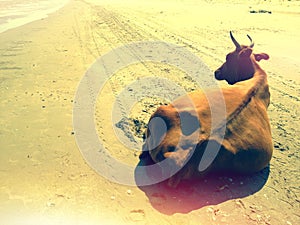 Lonely cow on beach