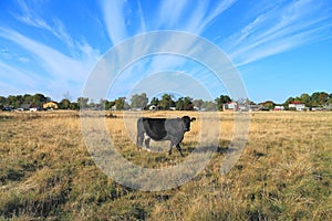 Lonely cow of black-and-white breed