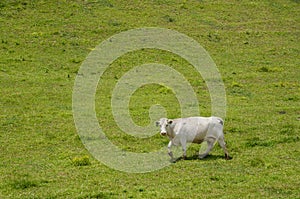 Lonely cow (Bos taurus) in a field.