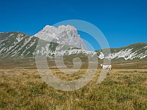 A lonely cow in front of Gran Sasso