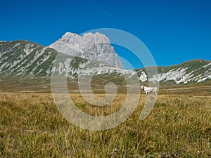 A lonely cow in front of Gran Sasso