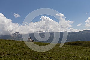 A lonely cow in front of scenic mountain panorama in Alpe di Siusi, South Tyrol, Italy