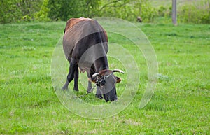 Lonely cow grazing on a spring pasture