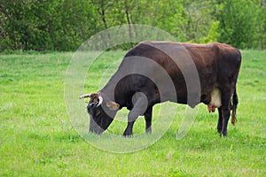 Lonely cow grazing on a spring pasture