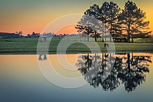 Lonely cow and lake at sunset , Rio Grande do Sul landscape, Southern Brazil