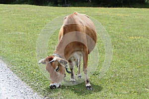 lonely cow in the meadow