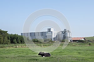 Lonely cow in meadow near agravis factory in ostfriesland between norden and aurich