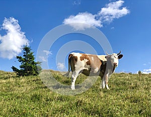 Lonely cow in meadow