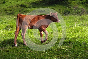 lonely cow in the summer meadow. A newborn cow calf is resting on the field. Calf brown, natural background. free