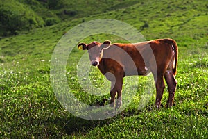 lonely cow in the summer meadow. A newborn cow calf is resting on the field. Calf brown, natural background. free