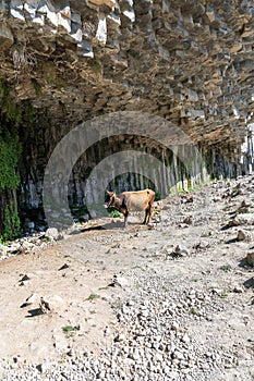 Lonely cow under a huge overhanging rock with inscriptions.