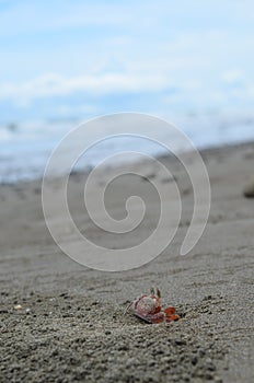 Lonely crab photo