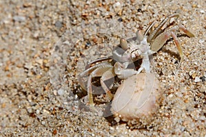 Lonely Crab Near A Shell In The Sand