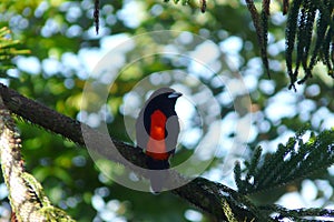 Lonely Crimson Backed Tanager standing over a branch in Boquete Garden Inn lodge, the Highlands, Panama.