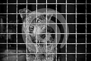 Lonely cute dog looking through the cage. Free space for text. Black and white. bw