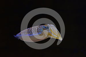 A lonely but cute mourning cuttlefish with dark black background