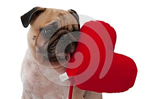 Lonely cute Pug isolated with heart on white background.