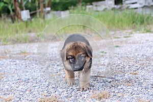 Lonely cutie German Shepherd puppy at outdoors home.