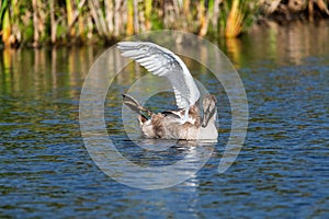 Lonely cygnet stretching its wing and leg