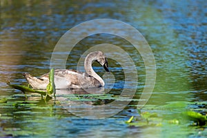 Lonely cygnet in the wild pond