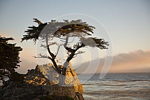 Lonely Cypress Tree