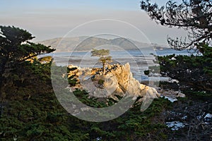 Lonely Cypress Tree