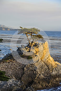 Lonely cypress tree in California