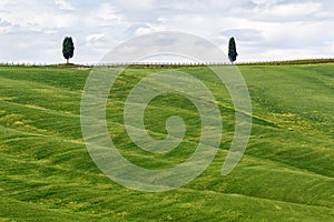 Lonely cypress tree in a field