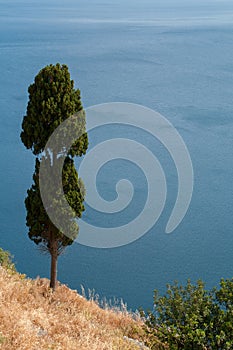 Lonely cypress tree on a high shore