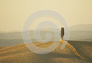 Lonely cypress tree in hill