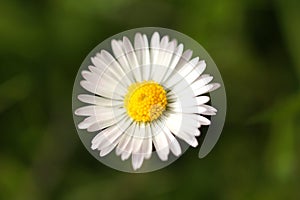 Lonely daisy