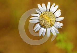 Lonely daisy flower