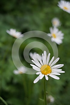 Lonely daisy with raindrops, Green, Background