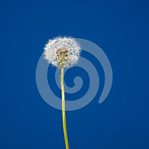 Lonely dandelion