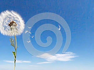 Lonely dandelion against the blue sky. Place for text