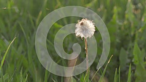 Lonely dandelion close up at sunset