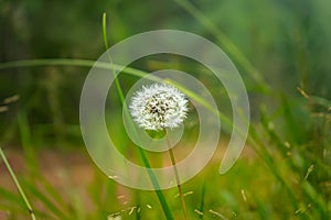 Lonely dandelion after flowering. faded dandelion. Dandelion flower head seeds