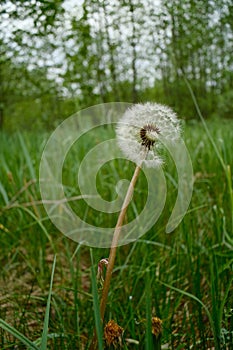 Lonely dandelion in the forest grass.