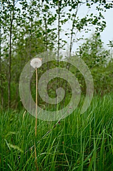 Lonely dandelion in the forest grass.