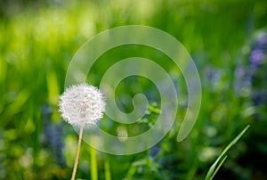 Lonely dandelion in full bloom in a flowered meadow