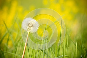 A lonely dandelion full of seeds, grows on green grass