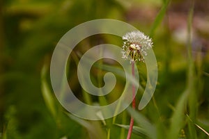 Lonely dandelion in the grass