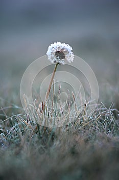 Lonely dandelion in the grass in winter covered with frost