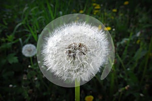 A lonely dandelion with a green background waiting to be blown away..