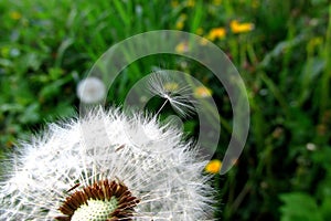 A lonely dandelion with a green background waiting to be blown away.