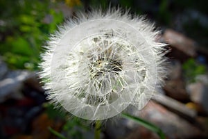A lonely dandelion with a green background waiting to be blown away. 2