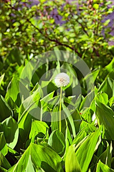 Lonely dandelion green field of May-lily in the morning sunlight. Blurred background. Concept of landscape and nature