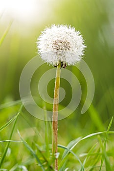 Lonely dandelion in green surrounding backlit by soft sunlight