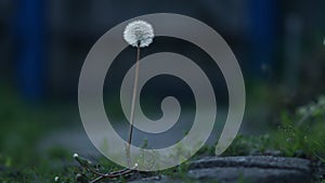 lonely dandelion head in the yard on a blurred background