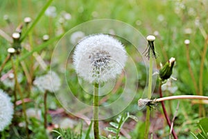 Lonely dandelion lost in the grass.